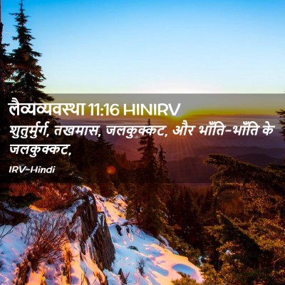Picture 02 - लैव्यव्यवस्था 11:16 HINIRV - शुतुर्मुर्ग, - Bible Verse Picture