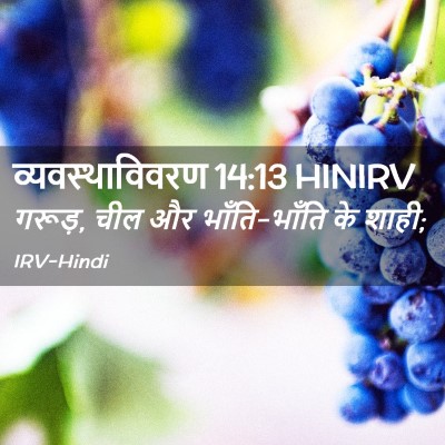 Picture 02 - व्यवस्थाविवरण 14:13 HINIRV - गरूड़, चील और - Bible Verse Picture