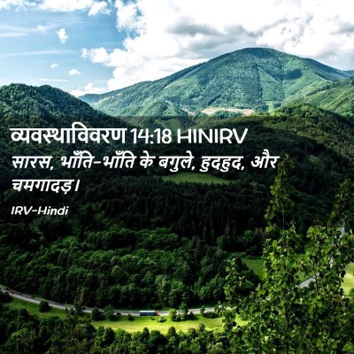 Picture 02 - व्यवस्थाविवरण 14:18 HINIRV - सारस, भाँति-भाँति - Bible Verse Picture