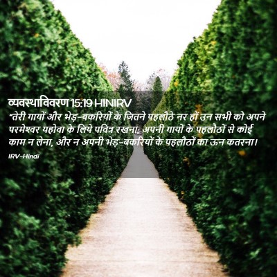 Picture 02 - व्यवस्थाविवरण 15:19 HINIRV - “तेरी गायों और - Bible Verse Picture