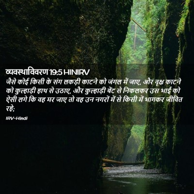 Picture 02 - व्यवस्थाविवरण 19:5 HINIRV - जैसे कोई किसी के - Bible Verse Picture