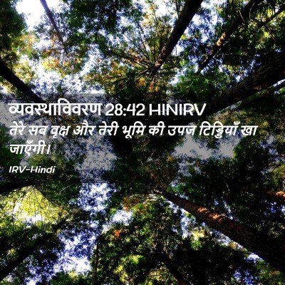 Picture 02 - व्यवस्थाविवरण 28:42 HINIRV - तेरे सब वृक्ष और - Bible Verse Picture