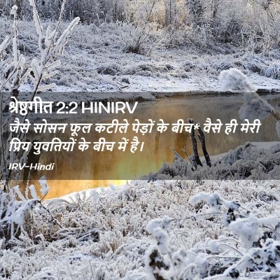 Picture 02 - श्रेष्ठगीत 2:2 HINIRV - जैसे सोसन फूल - Bible Verse Picture