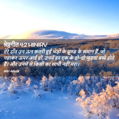 Picture 02 - श्रेष्ठगीत 4:2 HINIRV - तेरे दाँत उन ऊन - Bible Verse Picture