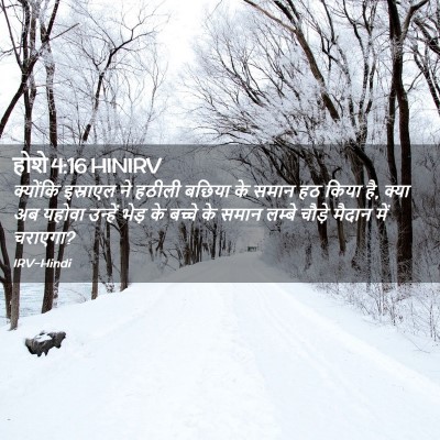 Picture 02 - होशे 4:16 HINIRV - क्‍योंकि इस्राएल - Bible Verse Picture