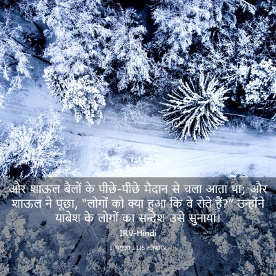 Picture 03 - 1 शमूएल 11:5 HINIRV - और शाऊल बैलों के - Bible Verse Picture