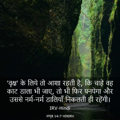 Picture 03 - अय्यूब 14:7 HINIRV - 'वृक्ष' के लिये तो - Bible Verse Picture