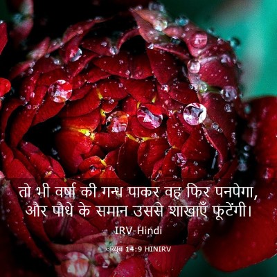 Picture 03 - अय्यूब 14:9 HINIRV - तो भी वर्षा की गन्ध - Bible Verse Picture