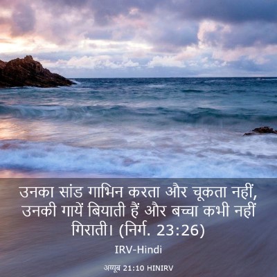 Picture 03 - अय्यूब 21:10 HINIRV - उनका सांड गाभिन - Bible Verse Picture