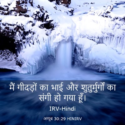 Picture 03 - अय्यूब 30:29 HINIRV - मैं गीदड़ों का भाई - Bible Verse Picture