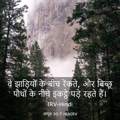 Picture 03 - अय्यूब 30:7 HINIRV - वे झाड़ियों के बीच - Bible Verse Picture