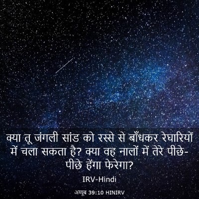 Picture 03 - अय्यूब 39:10 HINIRV - क्या तू जंगली सांड - Bible Verse Picture
