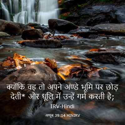 Picture 03 - अय्यूब 39:14 HINIRV - क्योंकि वह तो अपने - Bible Verse Picture