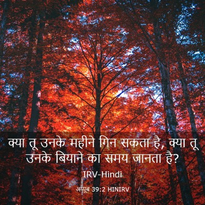 Picture 03 - अय्यूब 39:2 HINIRV - क्या तू उनके महीने - Bible Verse Picture