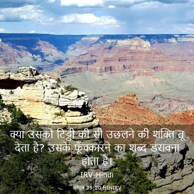 Picture 03 - अय्यूब 39:20 HINIRV - क्या उसको टिड्डी - Bible Verse Picture