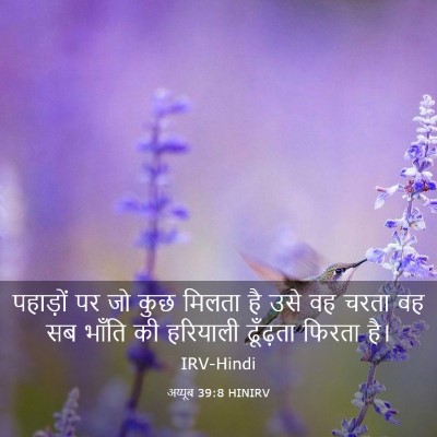 Picture 03 - अय्यूब 39:8 HINIRV - पहाड़ों पर जो कुछ - Bible Verse Picture
