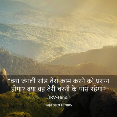Picture 03 - अय्यूब 39:9 HINIRV - “क्या जंगली सांड - Bible Verse Picture