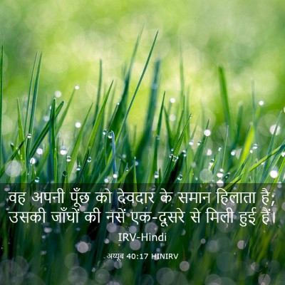 Picture 03 - अय्यूब 40:17 HINIRV - वह अपनी पूँछ को - Bible Verse Picture