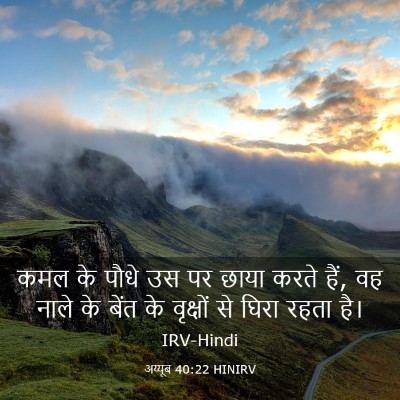 Picture 03 - अय्यूब 40:22 HINIRV - कमल के पौधे उस पर - Bible Verse Picture