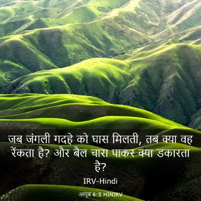 Picture 03 - अय्यूब 6:5 HINIRV - जब जंगली गदहे को - Bible Verse Picture