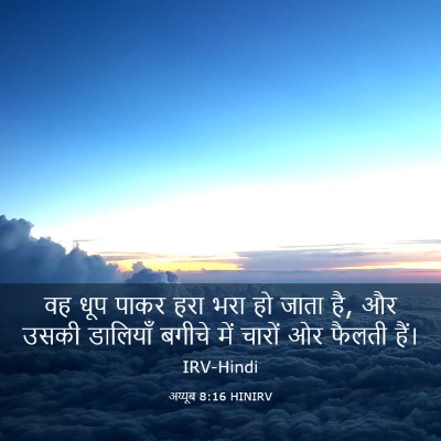 Picture 03 - अय्यूब 8:16 HINIRV - वह धूप पाकर हरा भरा - Bible Verse Picture