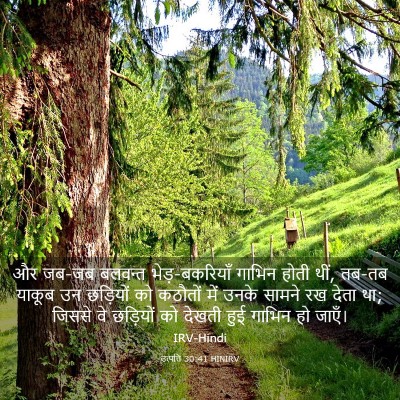 Picture 03 - उत्पत्ति 30:41 HINIRV - और जब-जब बलवन्त - Bible Verse Picture