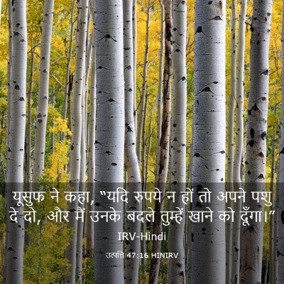 Picture 03 - उत्पत्ति 47:16 HINIRV - यूसुफ ने कहा, “यदि - Bible Verse Picture