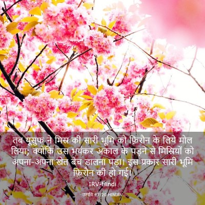 Picture 03 - उत्पत्ति 47:20 HINIRV - तब यूसुफ ने मिस्र - Bible Verse Picture