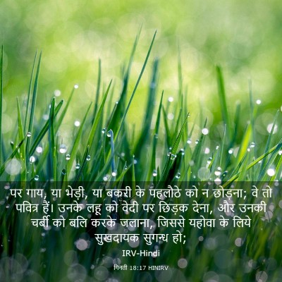 Picture 03 - गिनती 18:17 HINIRV - पर गाय, या भेड़ी, या - Bible Verse Picture