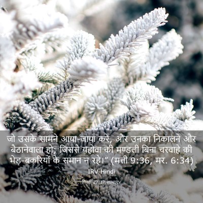 Picture 03 - गिनती 27:17 HINIRV - जो उसके सामने - Bible Verse Picture