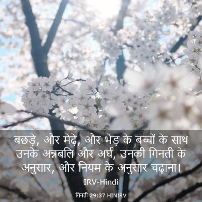 Picture 03 - गिनती 29:37 HINIRV - बछड़े, और मेढ़े, और - Bible Verse Picture