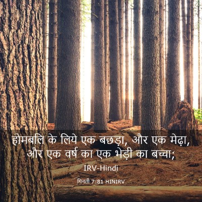 Picture 03 - गिनती 7:81 HINIRV - होमबलि के लिये एक - Bible Verse Picture