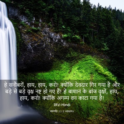 Picture 03 - जकर्याह 11:2 HINIRV - हे सनौबरों, हाय, - Bible Verse Picture