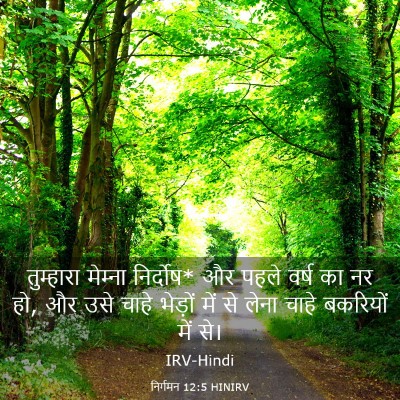 Picture 03 - निर्गमन 12:5 HINIRV - तुम्हारा मेम्‍ना - Bible Verse Picture