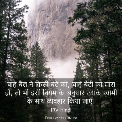 Picture 03 - निर्गमन 21:31 HINIRV - चाहे बैल ने किसी - Bible Verse Picture