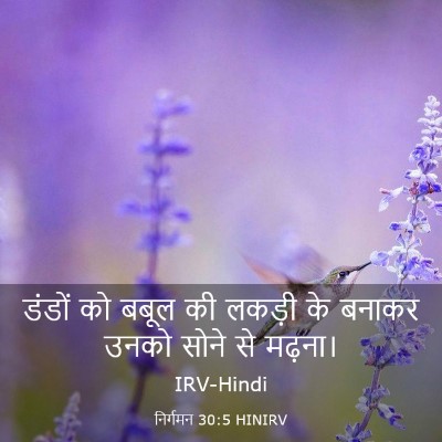 Picture 03 - निर्गमन 30:5 HINIRV - डंडों को बबूल की - Bible Verse Picture