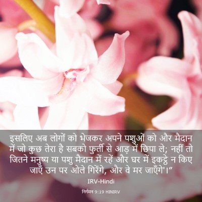 Picture 03 - निर्गमन 9:19 HINIRV - इसलिए अब लोगों को - Bible Verse Picture