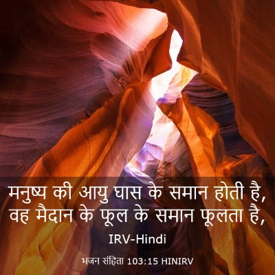 Picture 03 - भजन संहिता 103:15 HINIRV - मनुष्य की आयु घास - Bible Verse Picture