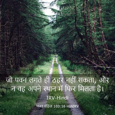 Picture 03 - भजन संहिता 103:16 HINIRV - जो पवन लगते ही ठहर - Bible Verse Picture