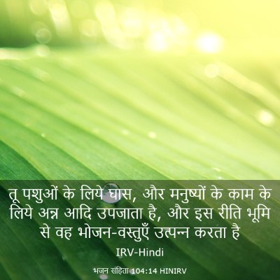 Picture 03 - भजन संहिता 104:14 HINIRV - तू पशुओं के लिये - Bible Verse Picture
