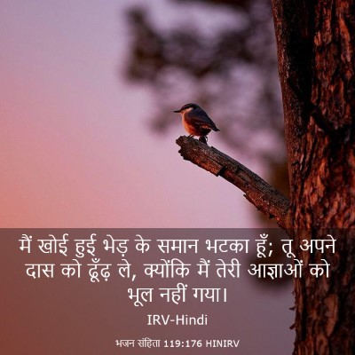 Picture 03 - भजन संहिता 119:176 HINIRV - मैं खोई हुई भेड़ के - Bible Verse Picture