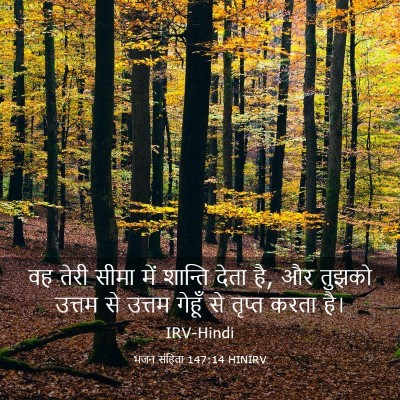 Picture 03 - भजन संहिता 147:14 HINIRV - वह तेरी सीमा में - Bible Verse Picture