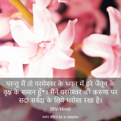 Picture 03 - भजन संहिता 52:8 HINIRV - परन्तु मैं तो - Bible Verse Picture