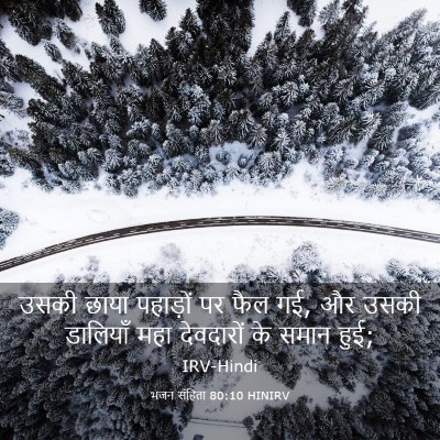 Picture 03 - भजन संहिता 80:10 HINIRV - उसकी छाया पहाड़ों - Bible Verse Picture