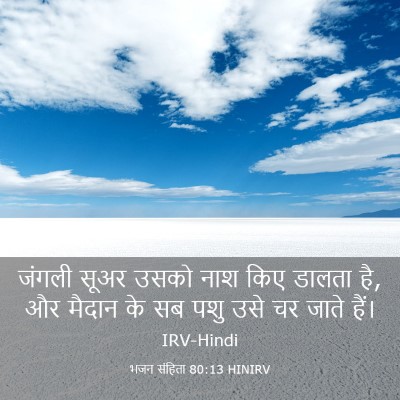 Picture 03 - भजन संहिता 80:13 HINIRV - जंगली सूअर उसको - Bible Verse Picture