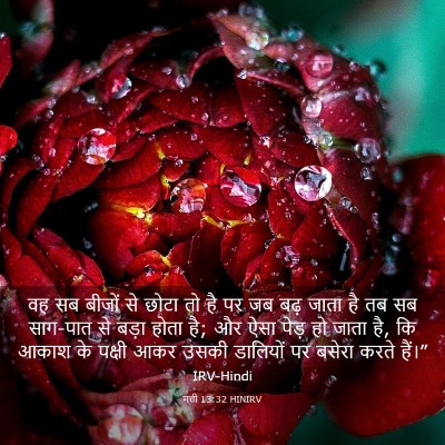 Picture 03 - मत्ती 13:32 HINIRV - वह सब बीजों से छोटा - Bible Verse Picture