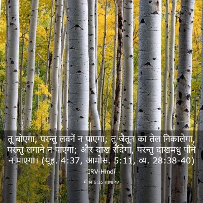 Picture 03 - मीका 6:15 HINIRV - तू बोएगा, परन्तु - Bible Verse Picture