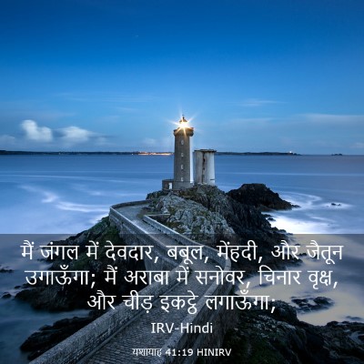 Picture 03 - यशायाह 41:19 HINIRV - मैं जंगल में - Bible Verse Picture