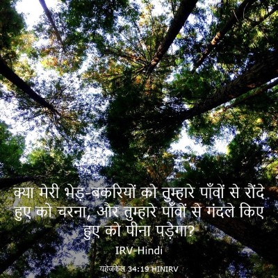 Picture 03 - यहेजकेल 34:19 HINIRV - क्या मेरी - Bible Verse Picture
