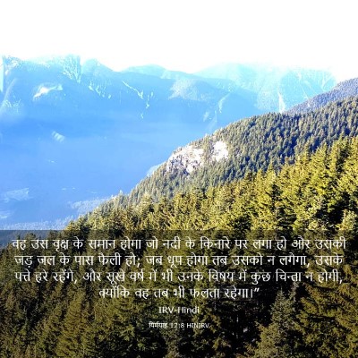 Picture 03 - यिर्मयाह 17:8 HINIRV - वह उस वृक्ष के समान - Bible Verse Picture